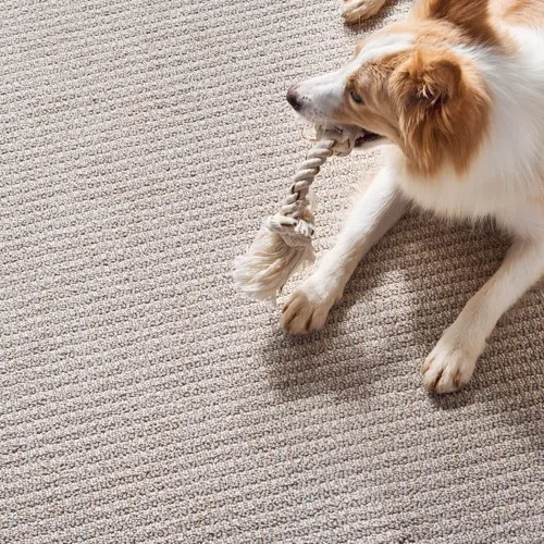 Pet perfect flooring | Location Carpet