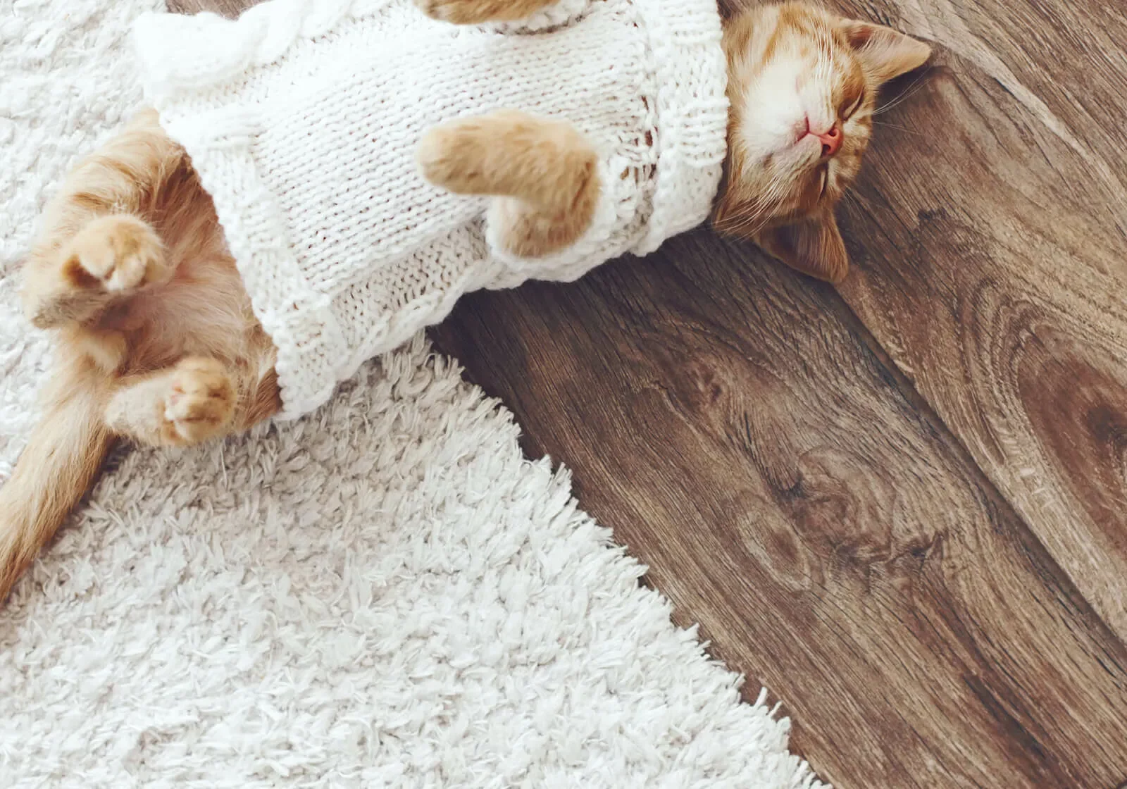 Pet perfect flooring | Location Carpet